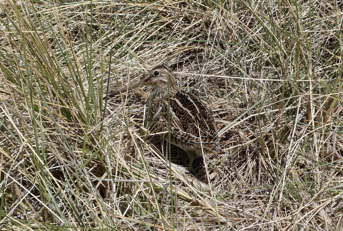 Magellanic Snipe - ML645626762