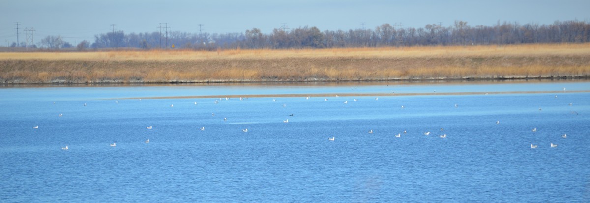 Ring-billed Gull - ML645626765