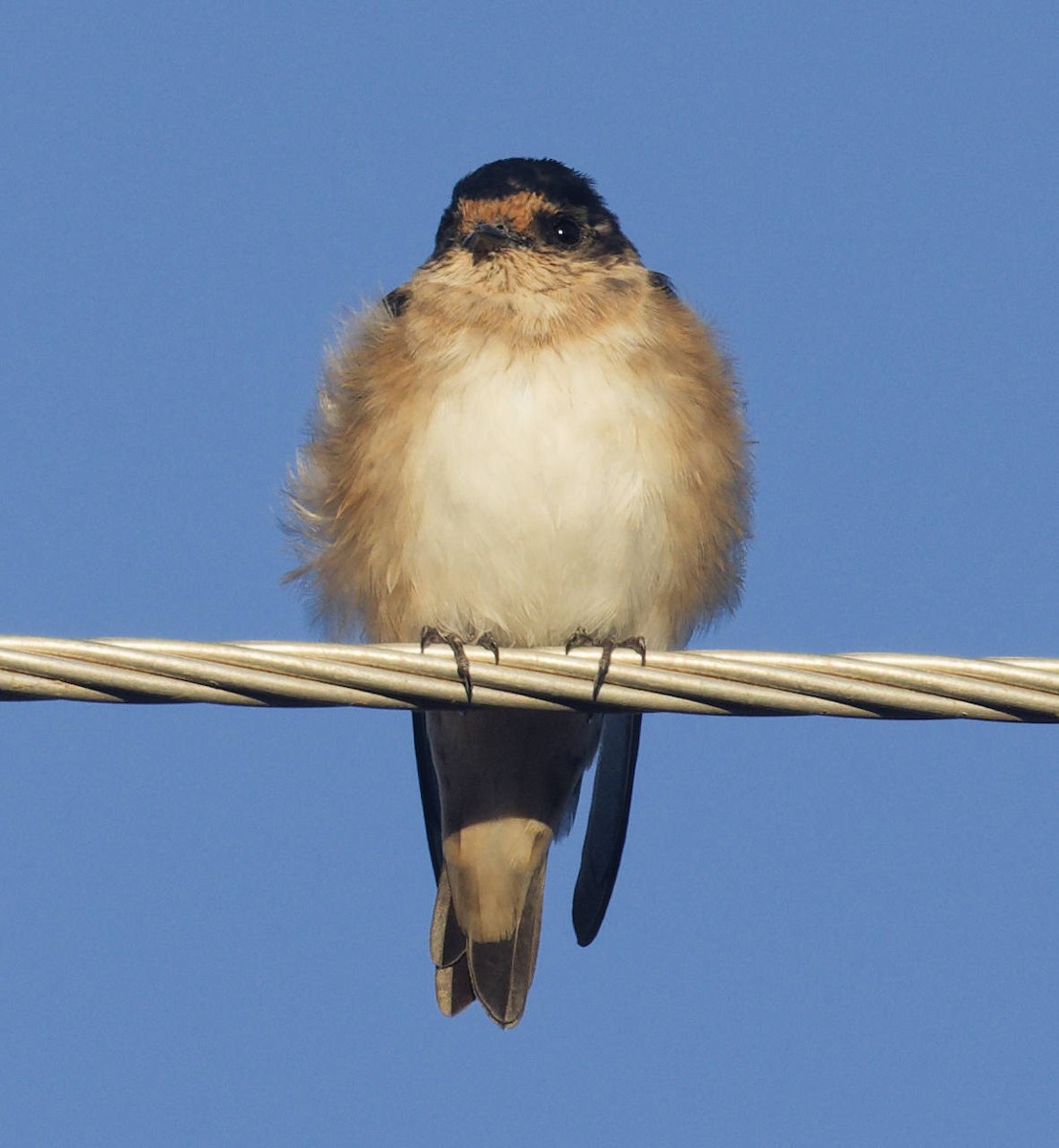 Hirondelle des arbres - ML645626768