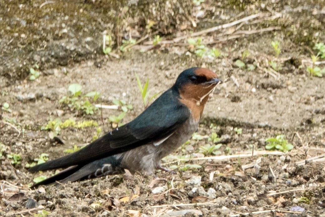 Ластівка короткохвоста - ML645626769
