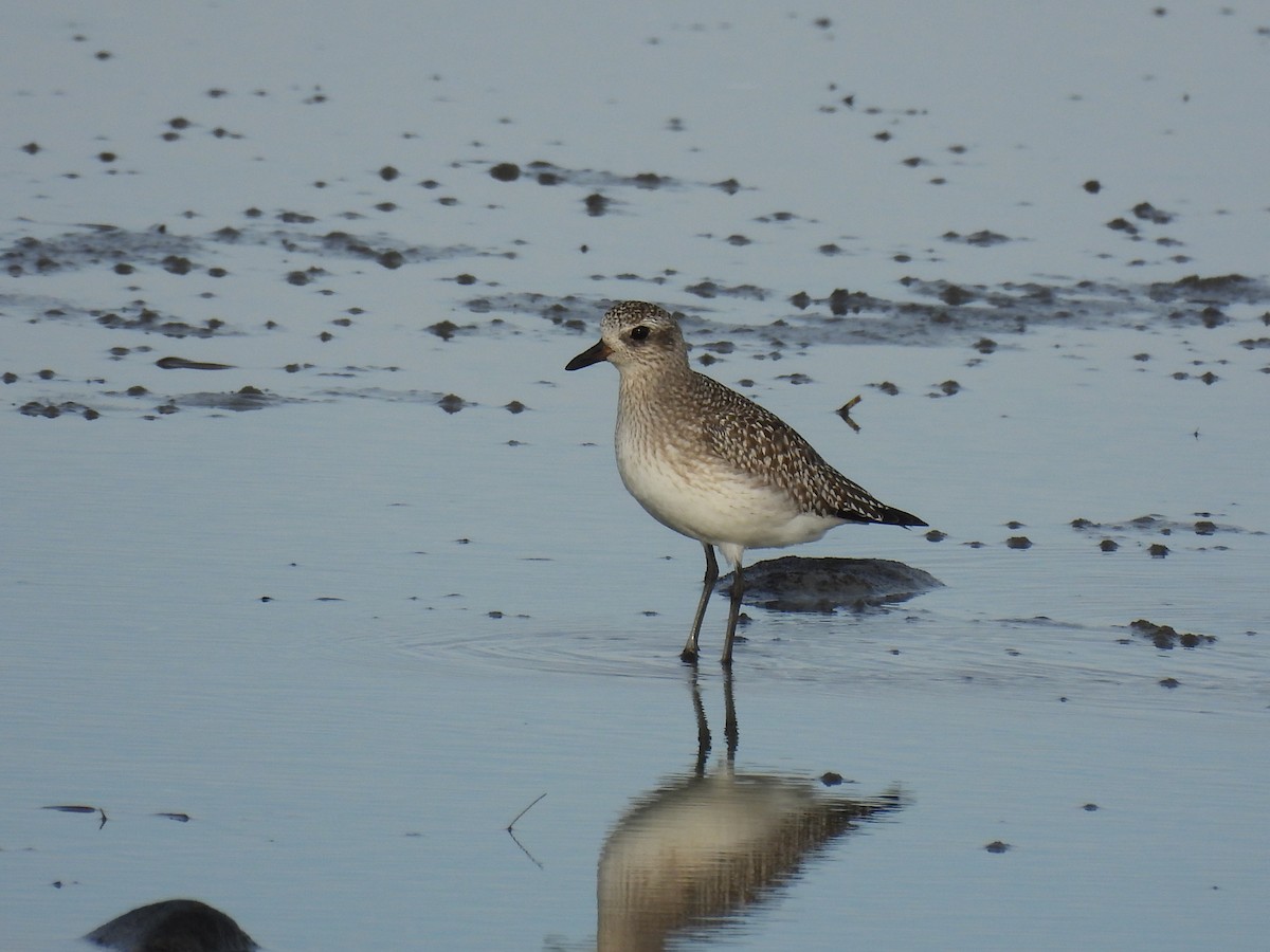 Сивка морська - ML645626770