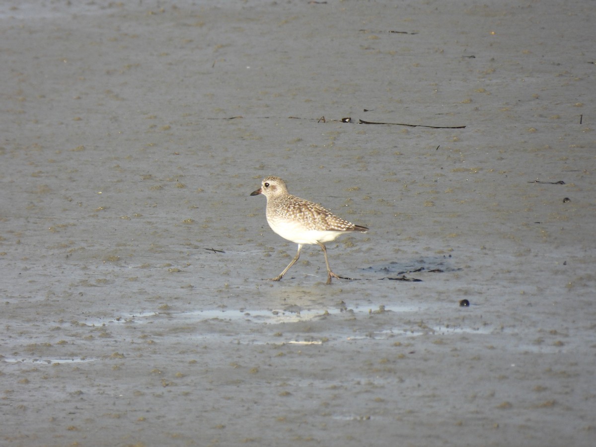 Сивка морська - ML645626771