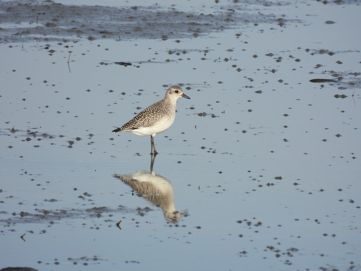 Сивка морська - ML645626772