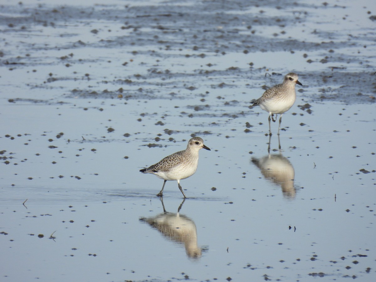 Сивка морська - ML645626774