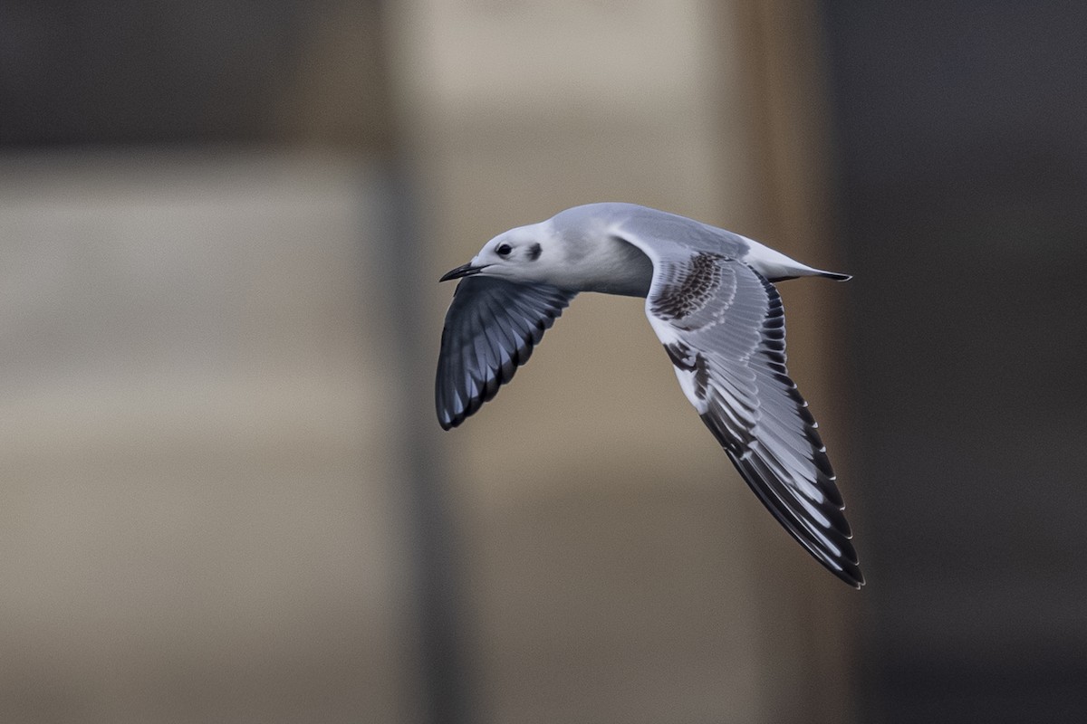 Мартин канадський - ML645626777