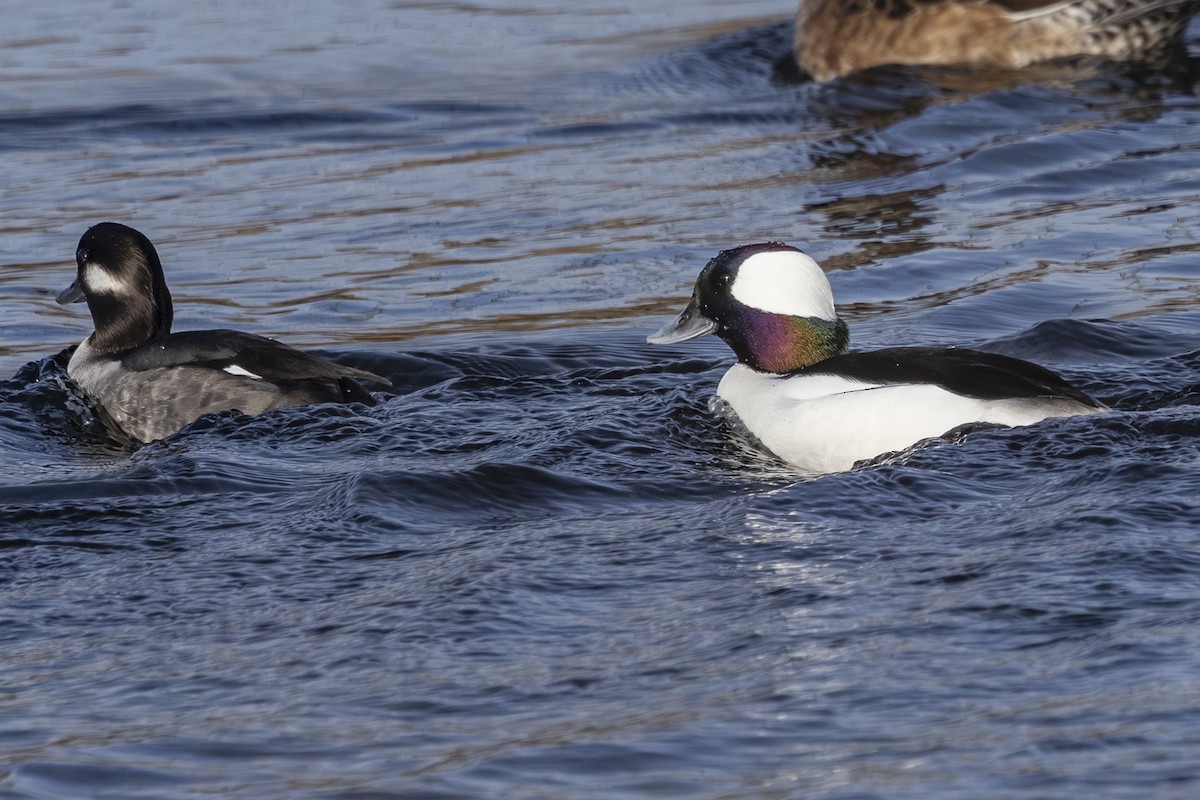 Гоголь малий - ML645626779