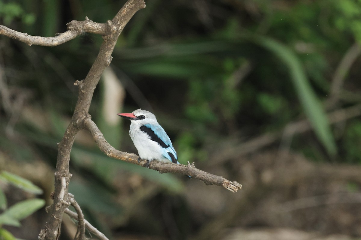 Альціон сенегальський - ML645626782