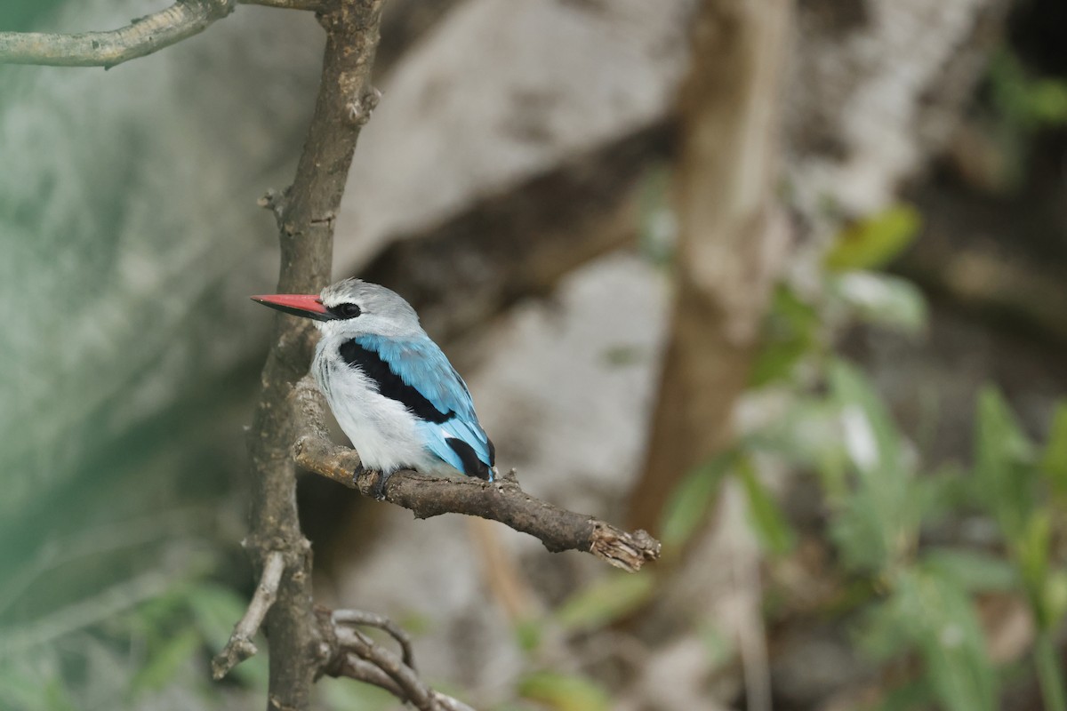 Альціон сенегальський - ML645626783