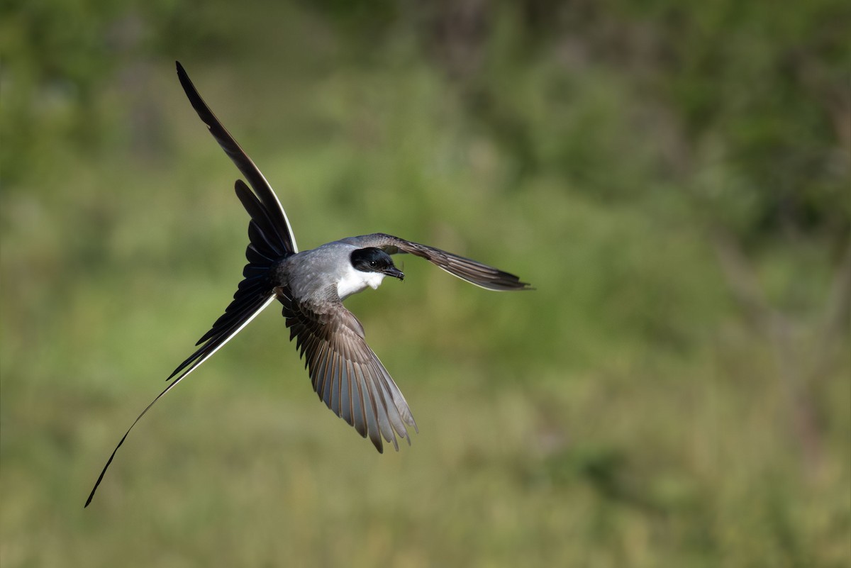 Тиран вилохвостий - ML645626784