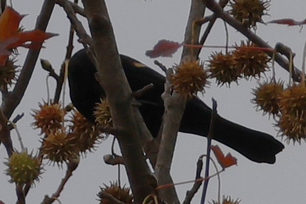 Еполетник червоноплечий - ML645626785