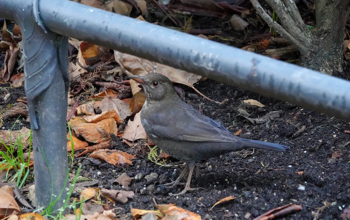 Дрізд чорний - ML645626786