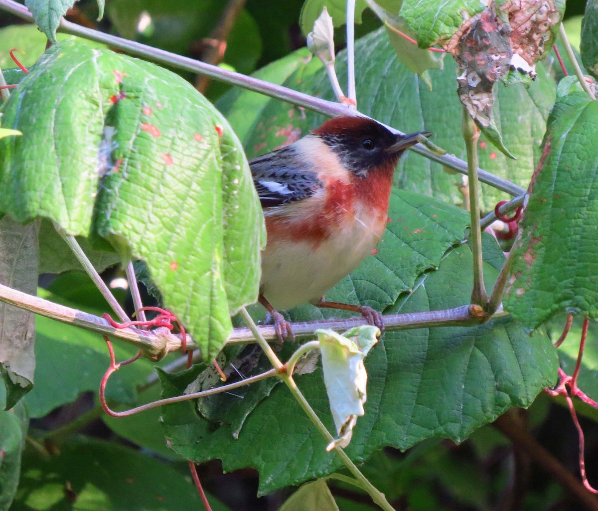 Пісняр-лісовик каштановий - ML645626787