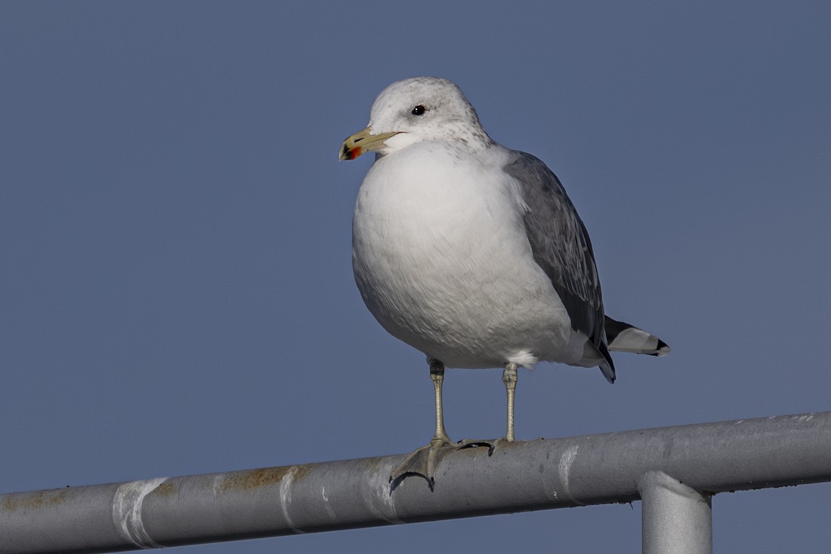 Мартин каліфорнійський - ML645626788