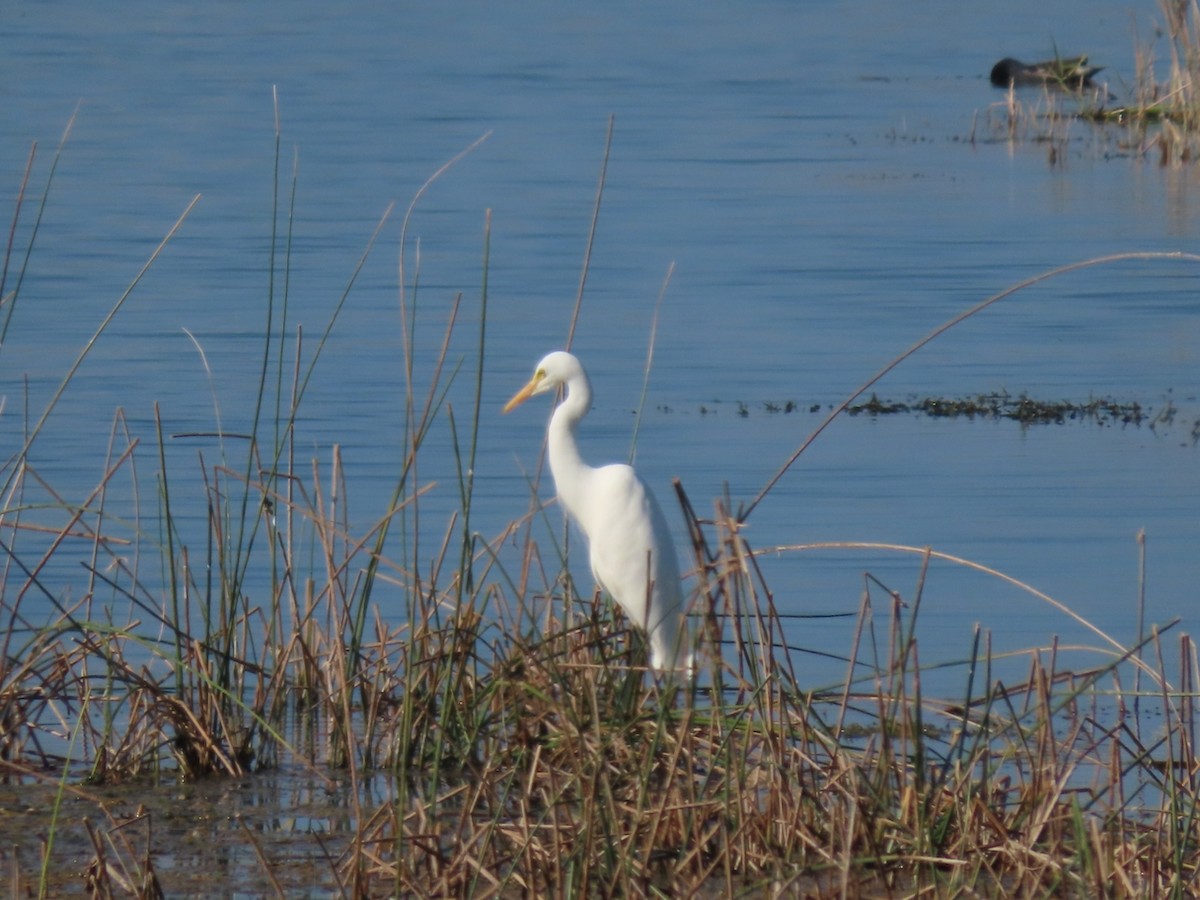Чапля середня - ML645626790