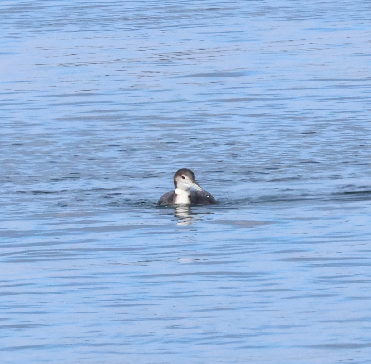 Гагара полярна - ML645626791