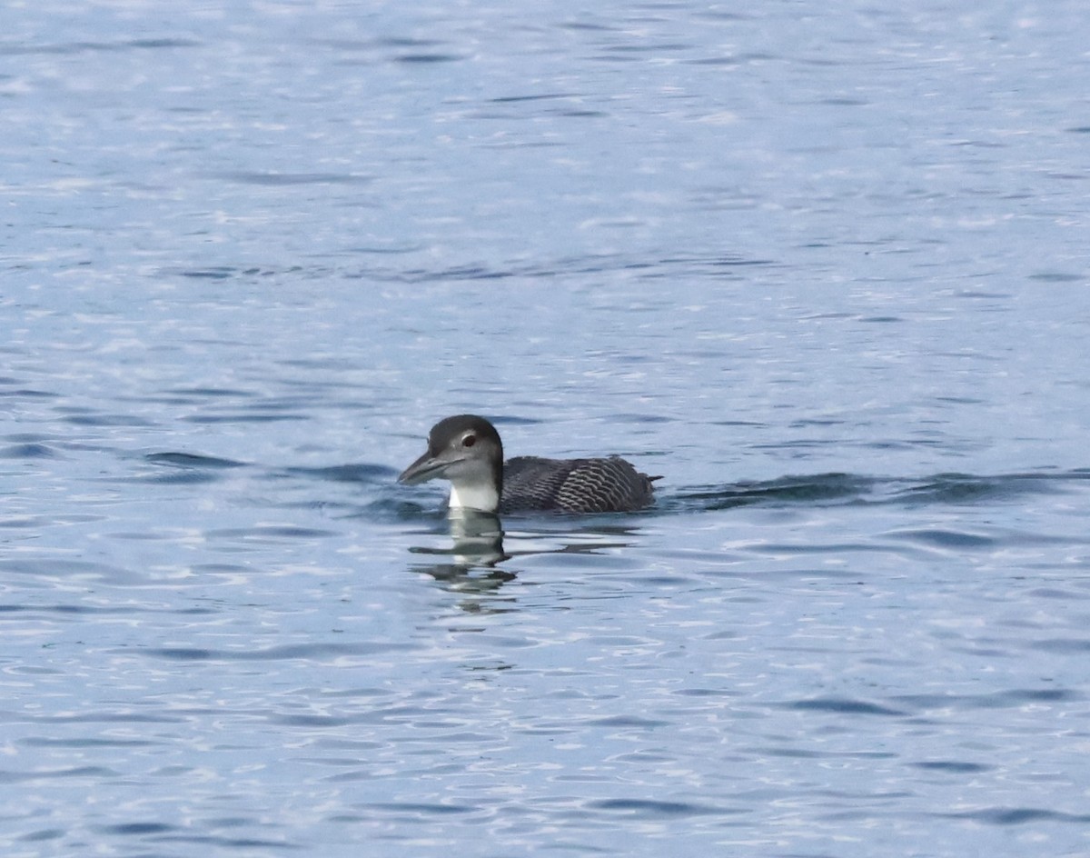 Гагара полярна - ML645626792