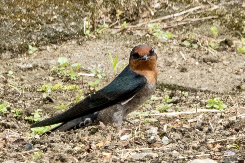 Ластівка короткохвоста - ML645626793