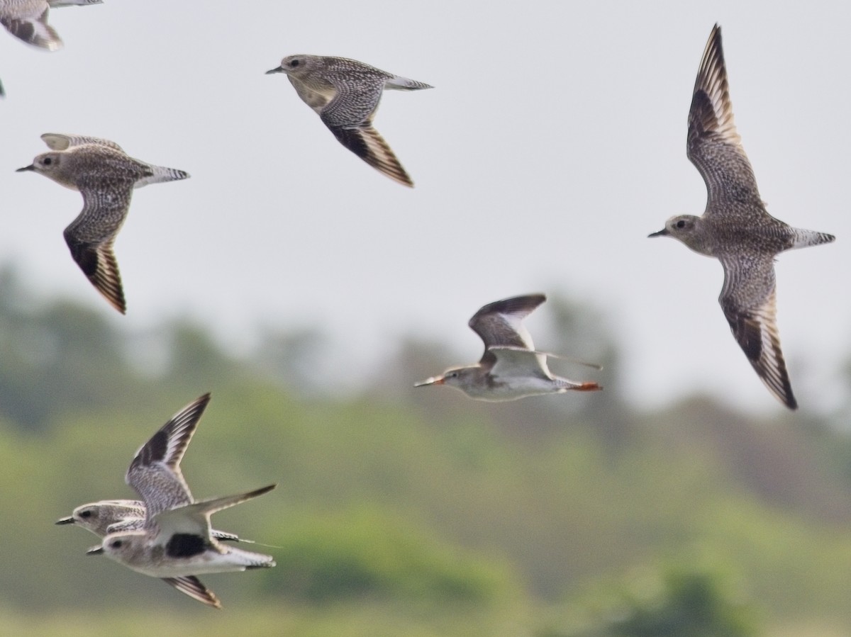 Сивка морська - ML645626794