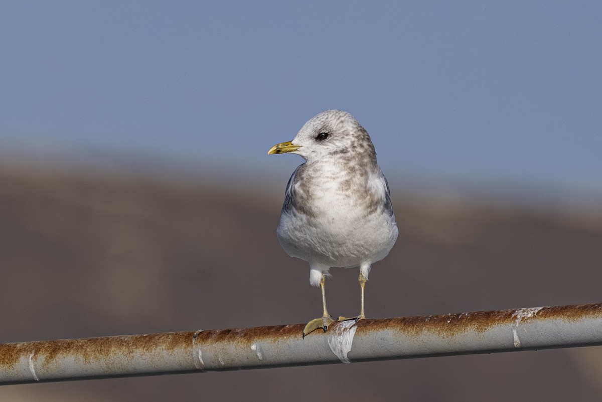 Мартин сивий аляскинський - ML645626806