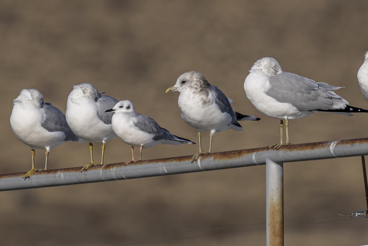 Мартин сивий аляскинський - ML645626809
