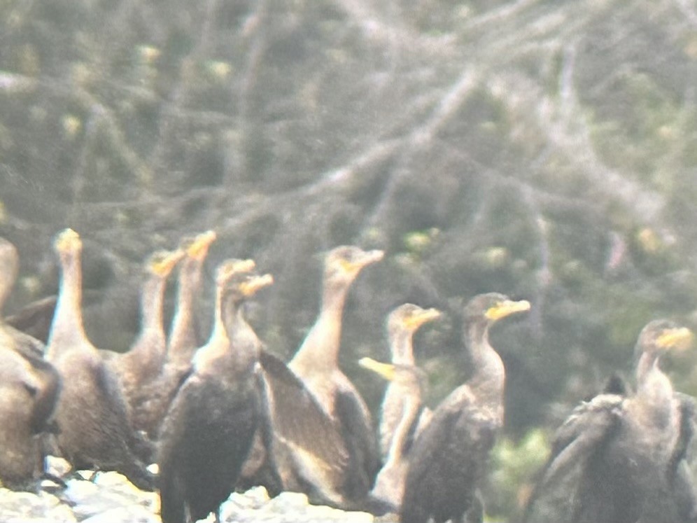 Great Cormorant - ML645626811