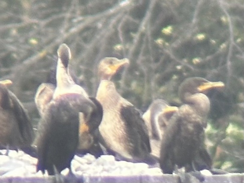 Great Cormorant - ML645626812