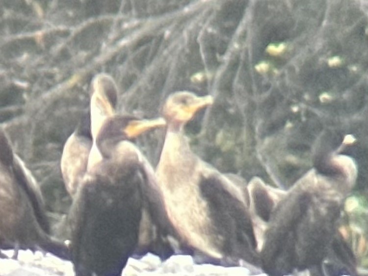 Great Cormorant - ML645626813