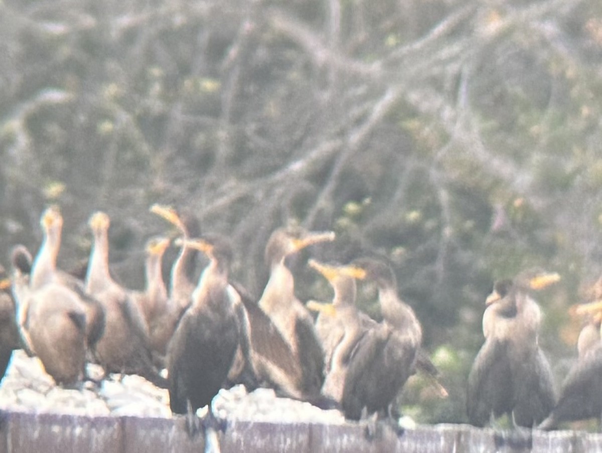 Great Cormorant - ML645626814