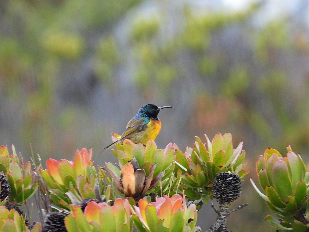 Нектарка капська - ML645626815