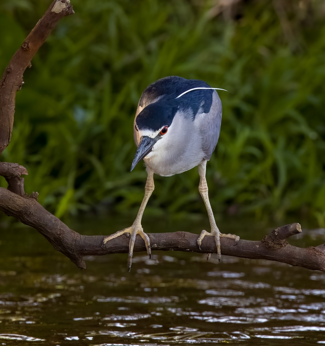 Квак звичайний - ML645626818