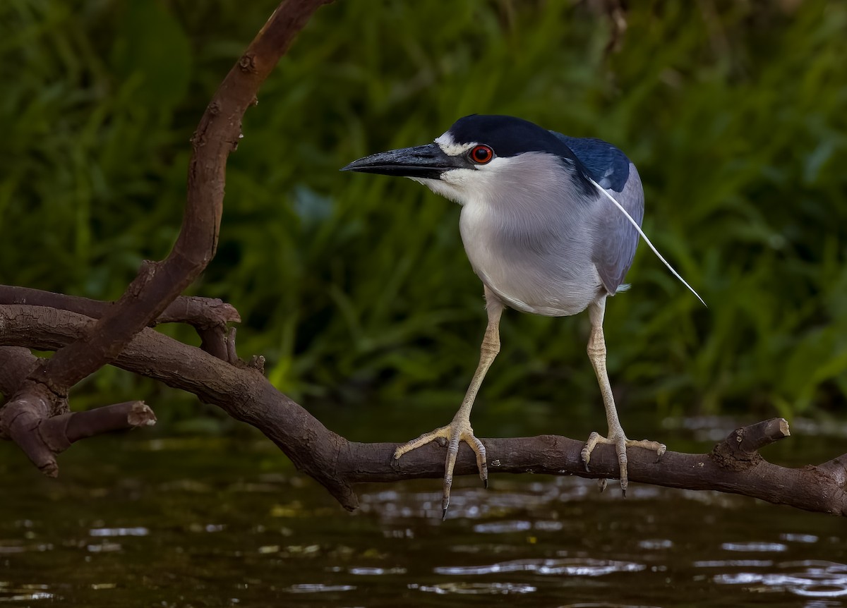 Квак звичайний - ML645626819