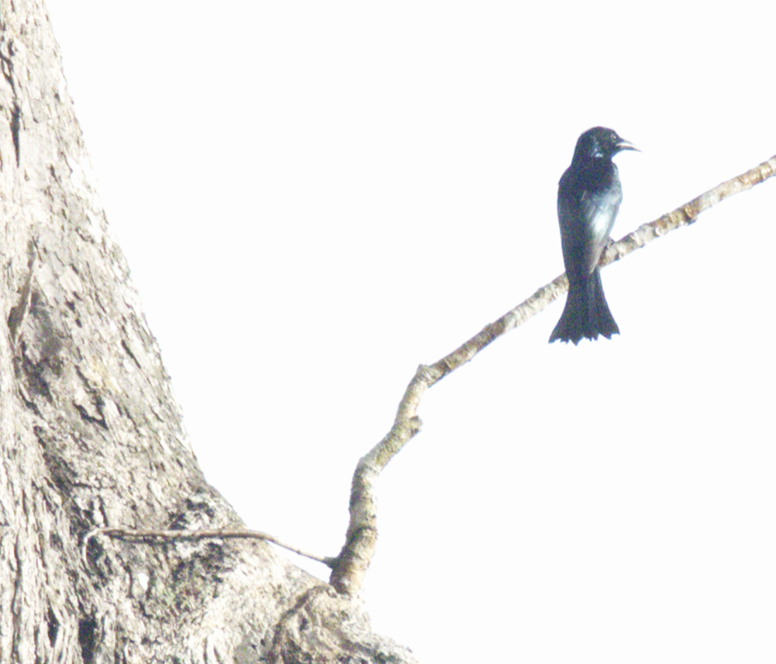 Hair-crested Drongo (Hair-crested) - ML645626828