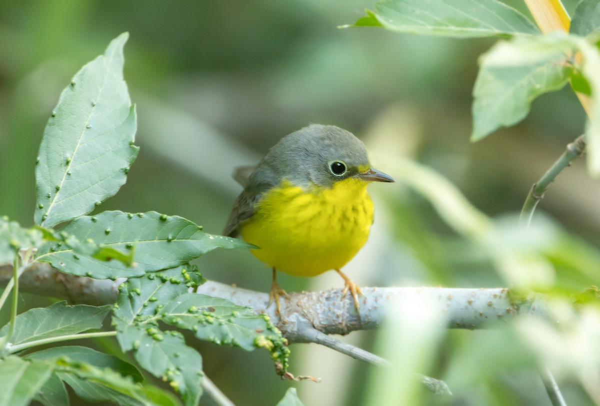 Reinita Canadiense - ML645626831