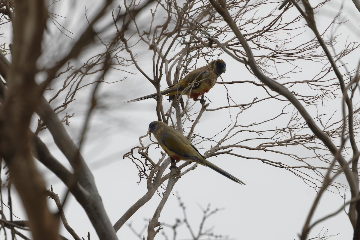 Greater Bluebonnet - ML645626847