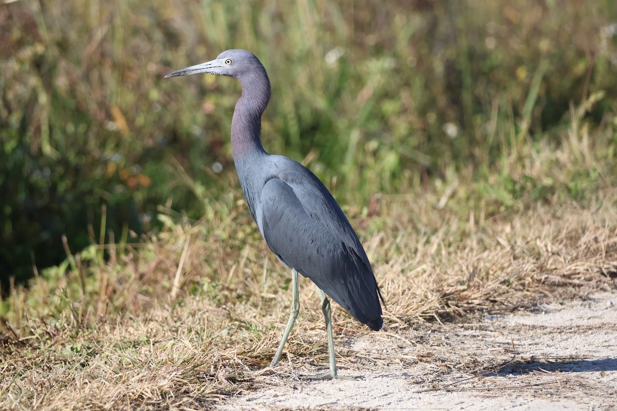 Little Blue Heron - ML645626848