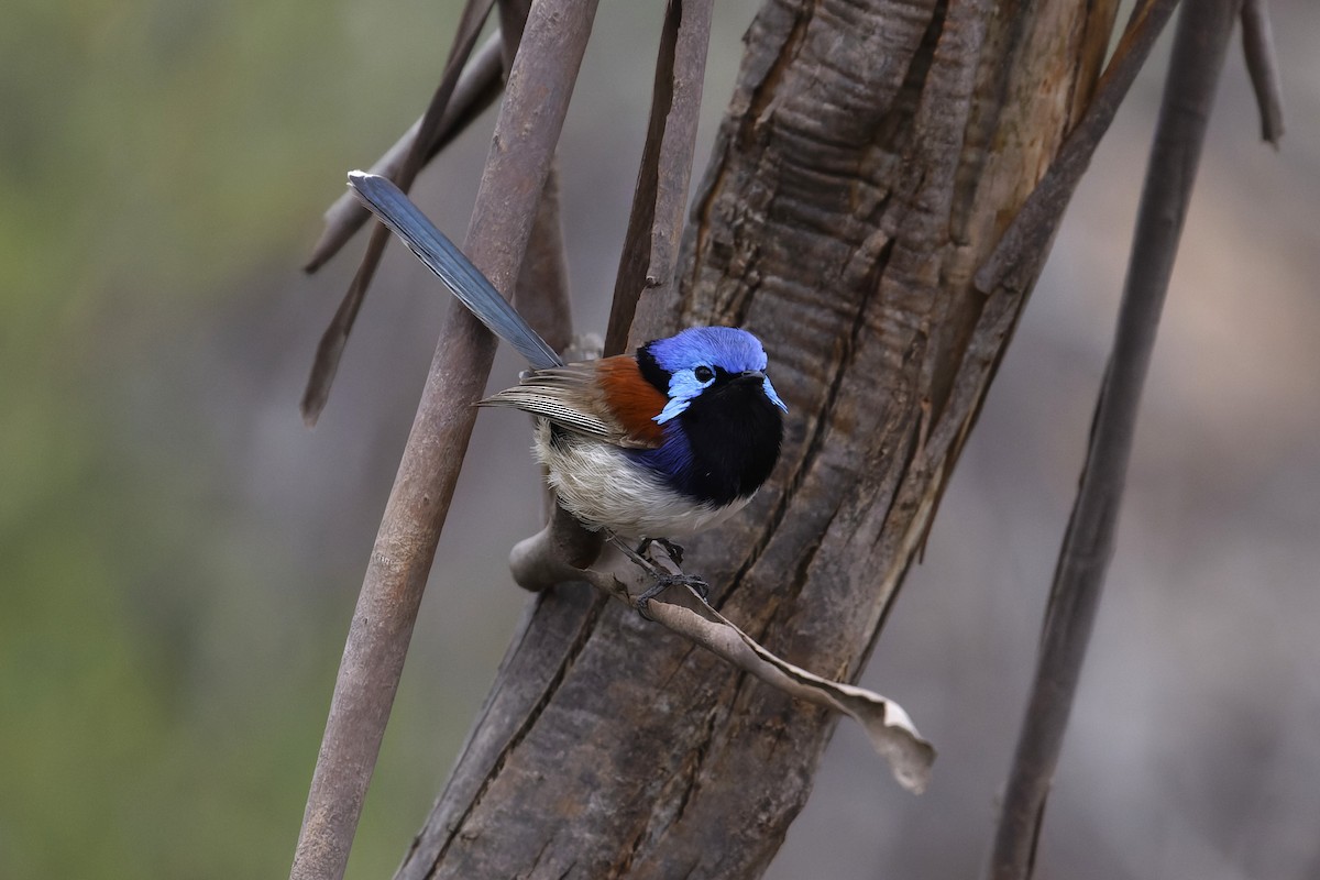 Purple-backed Fairywren - ML645626861
