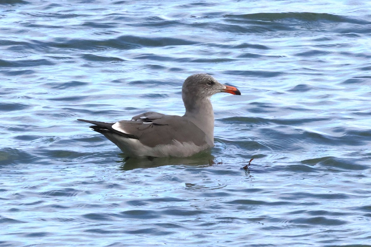Heermann's Gull - ML645626864