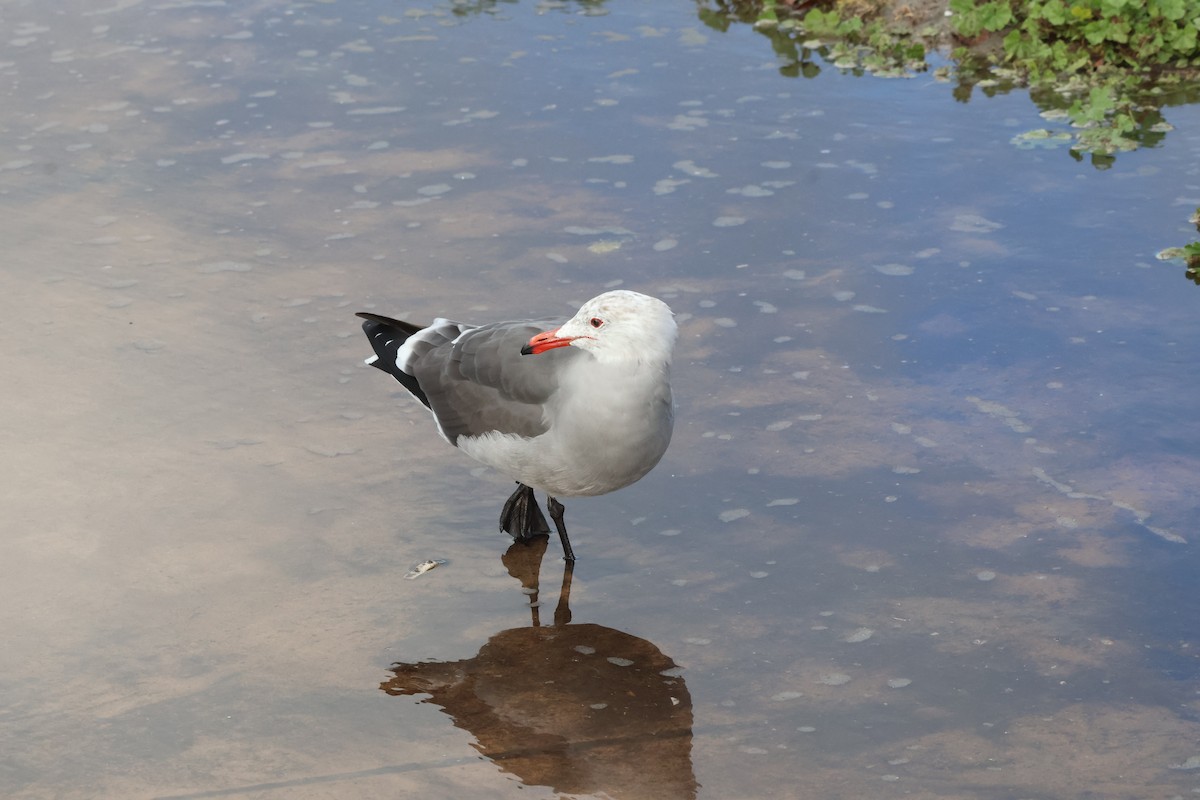 Heermann's Gull - ML645626865