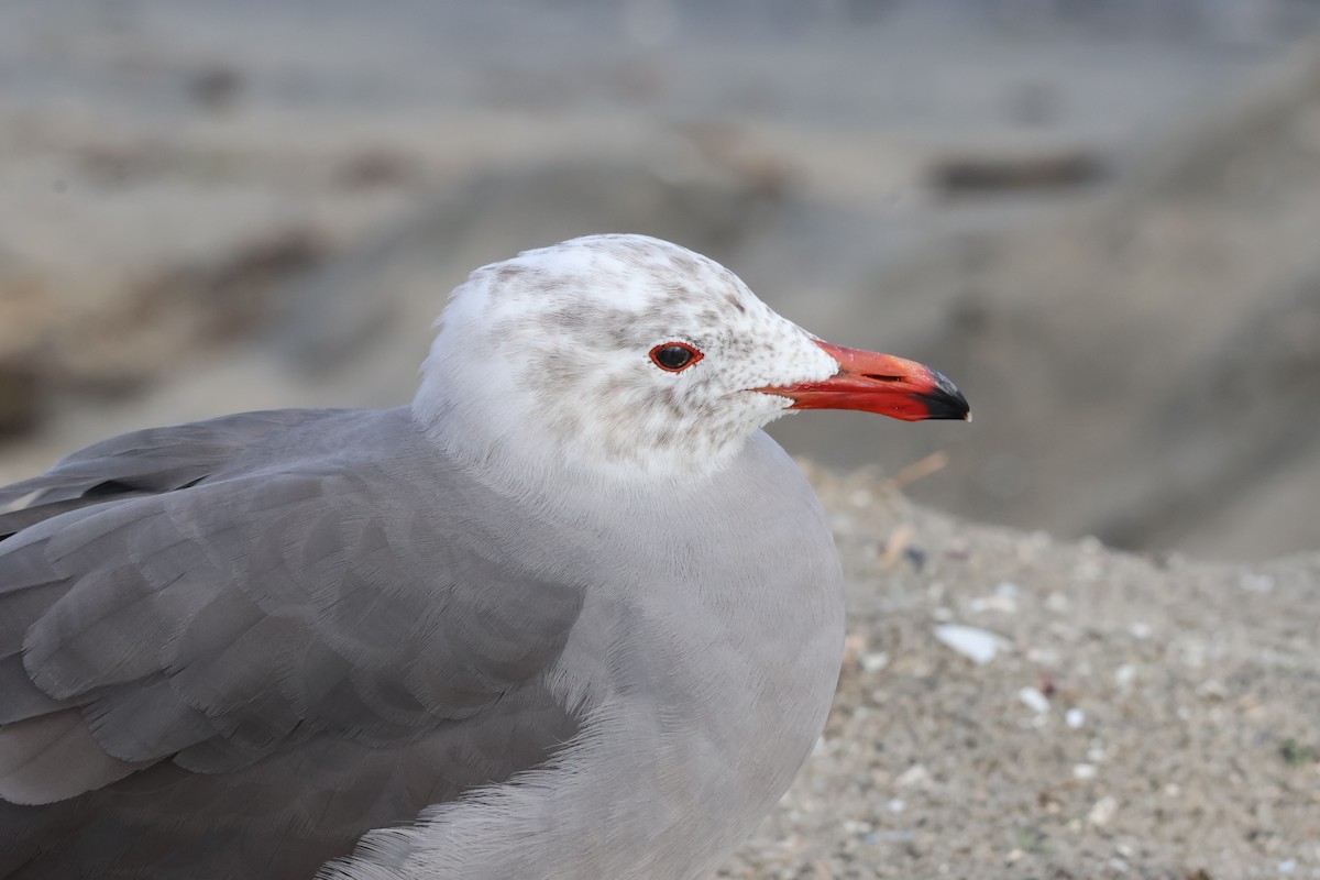 Heermann's Gull - ML645626866