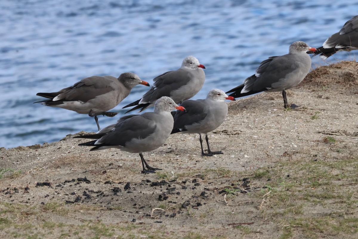 Heermann's Gull - ML645626867