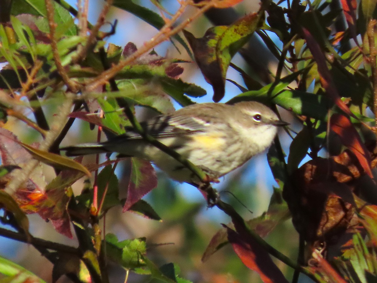 Yellow-rumped Warbler - ML645626869
