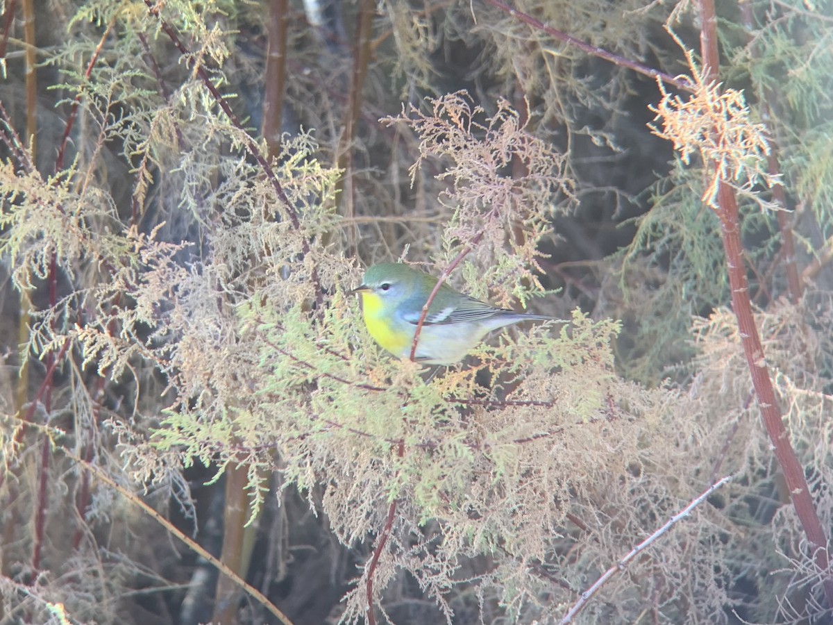 Northern Parula - ML645626877