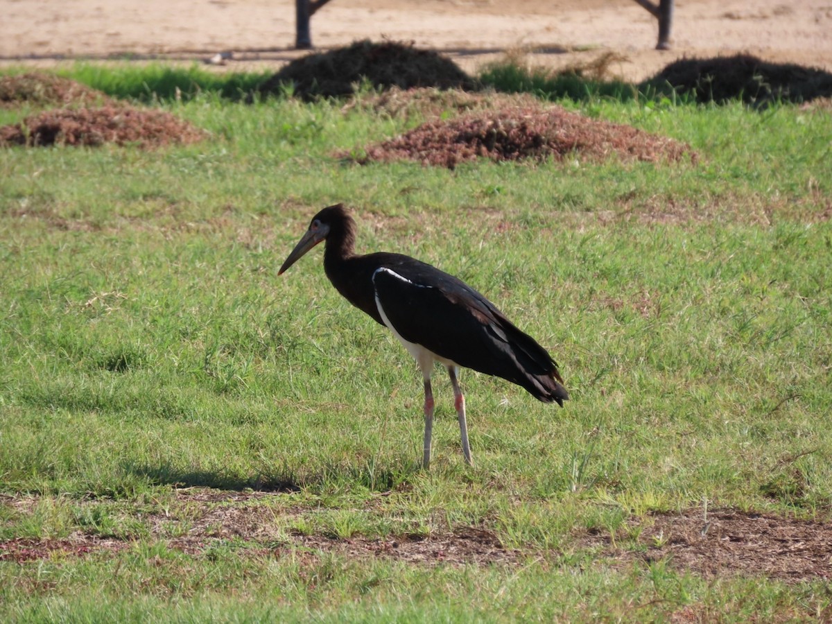 Abdim's Stork - ML645626888