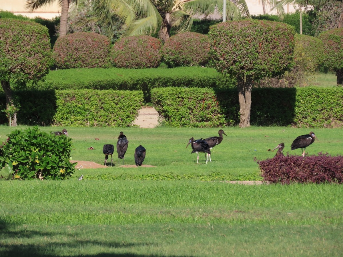 Abdim's Stork - ML645626889