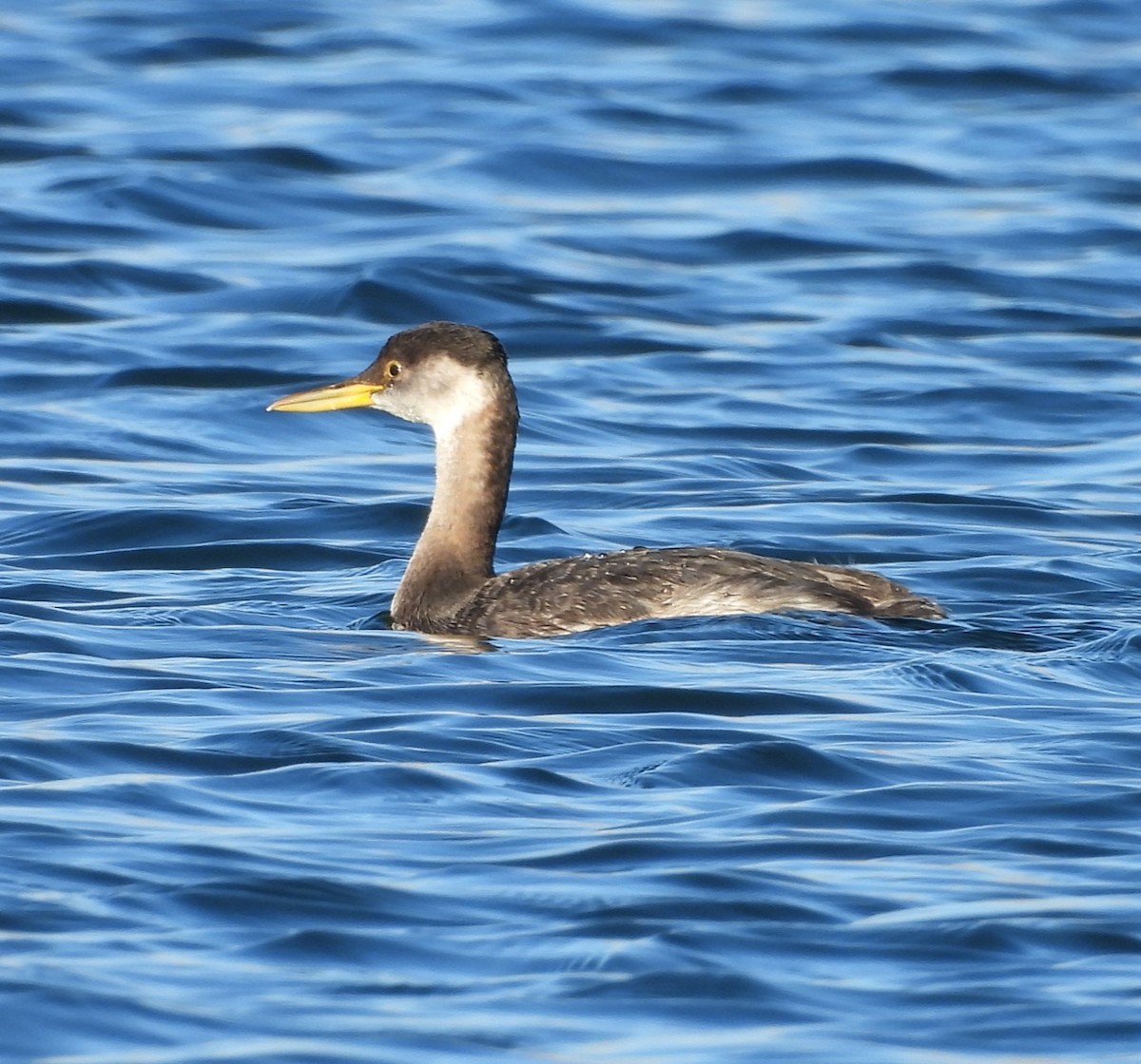 Пірникоза сірощока - ML645626890