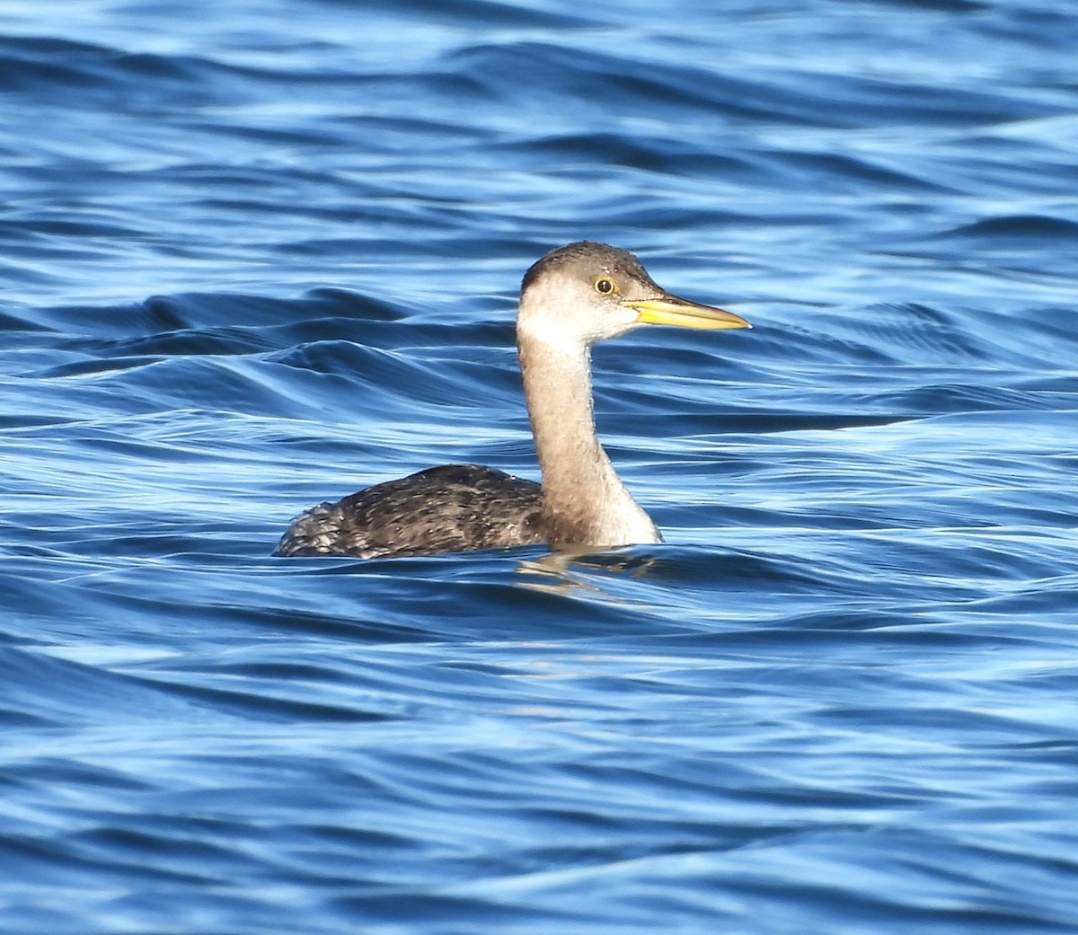 Пірникоза сірощока - ML645626892