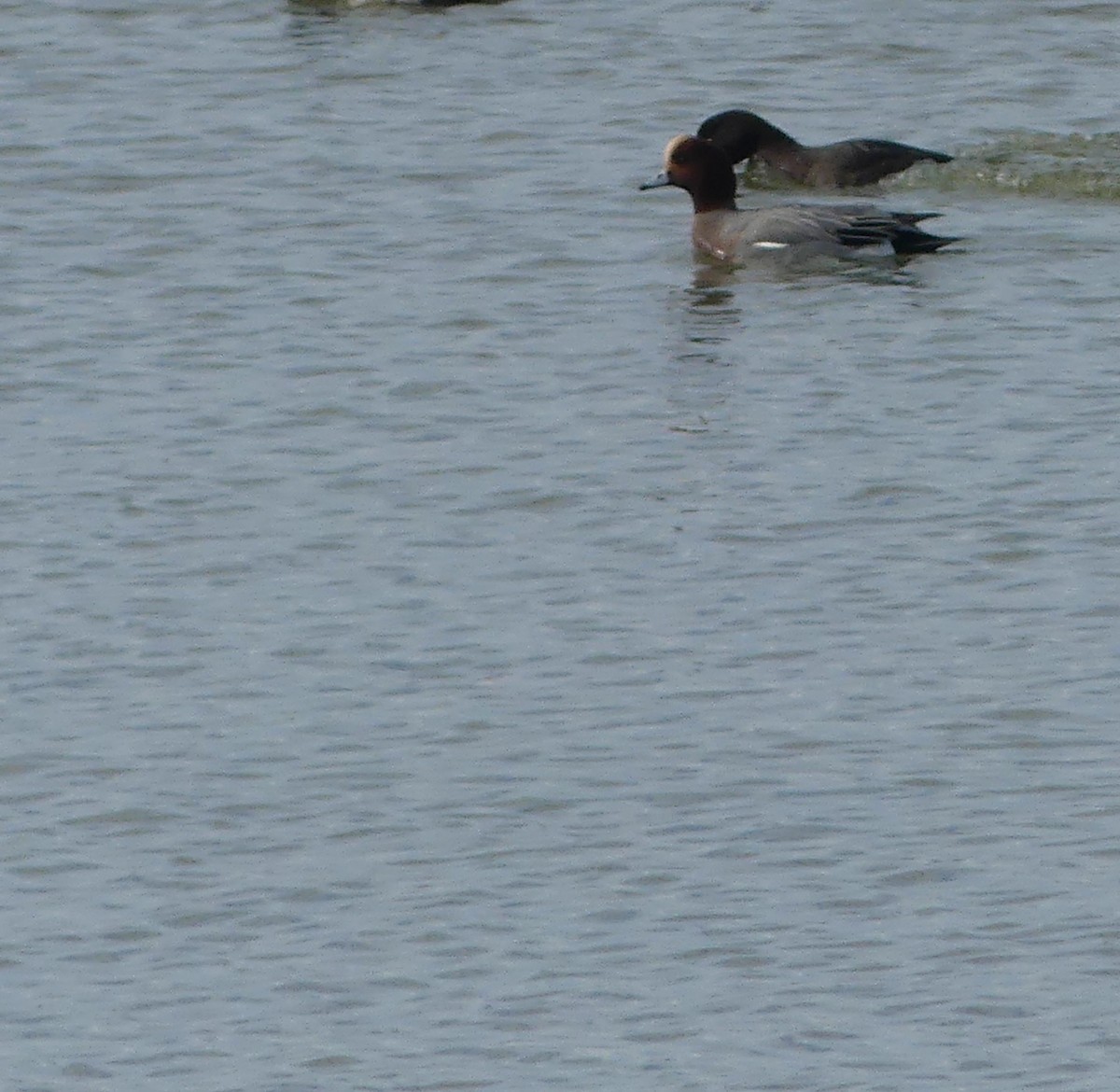 Eurasian Wigeon - ML645626900