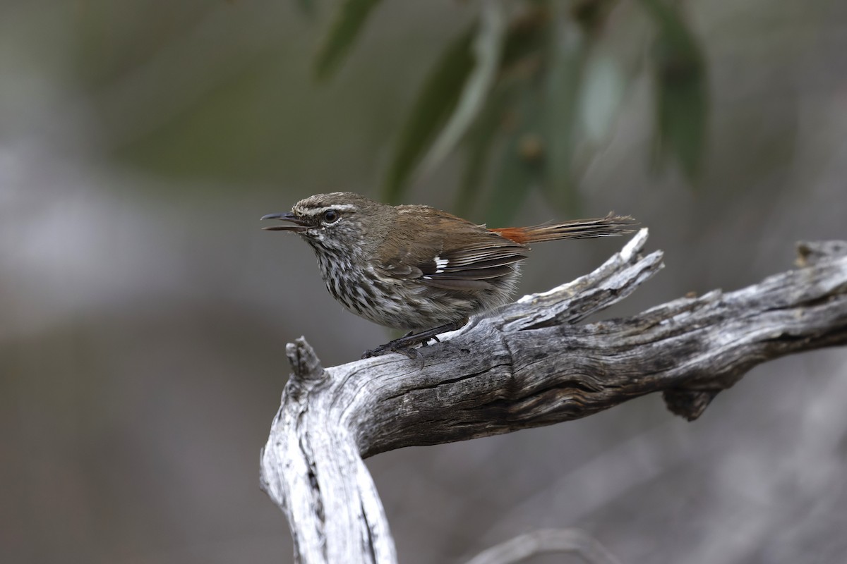 Shy Heathwren - ML645626902