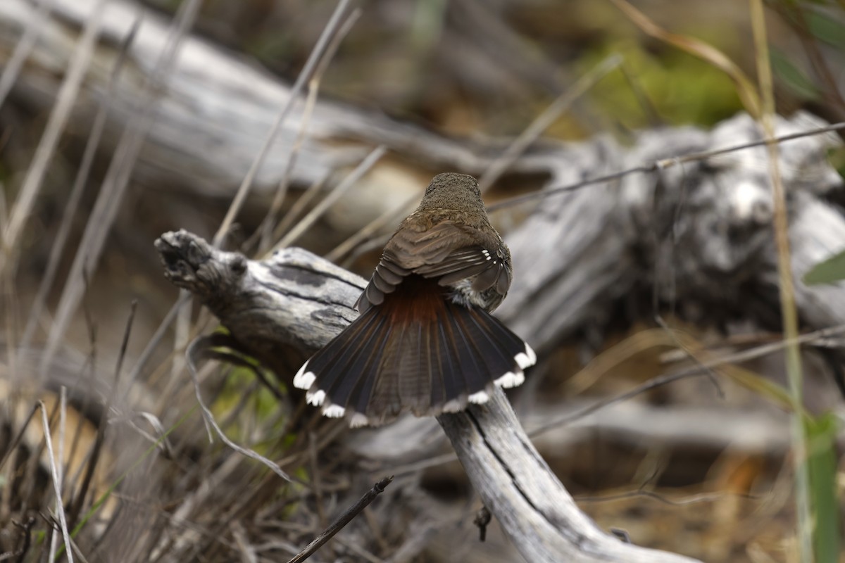 Shy Heathwren - ML645626903
