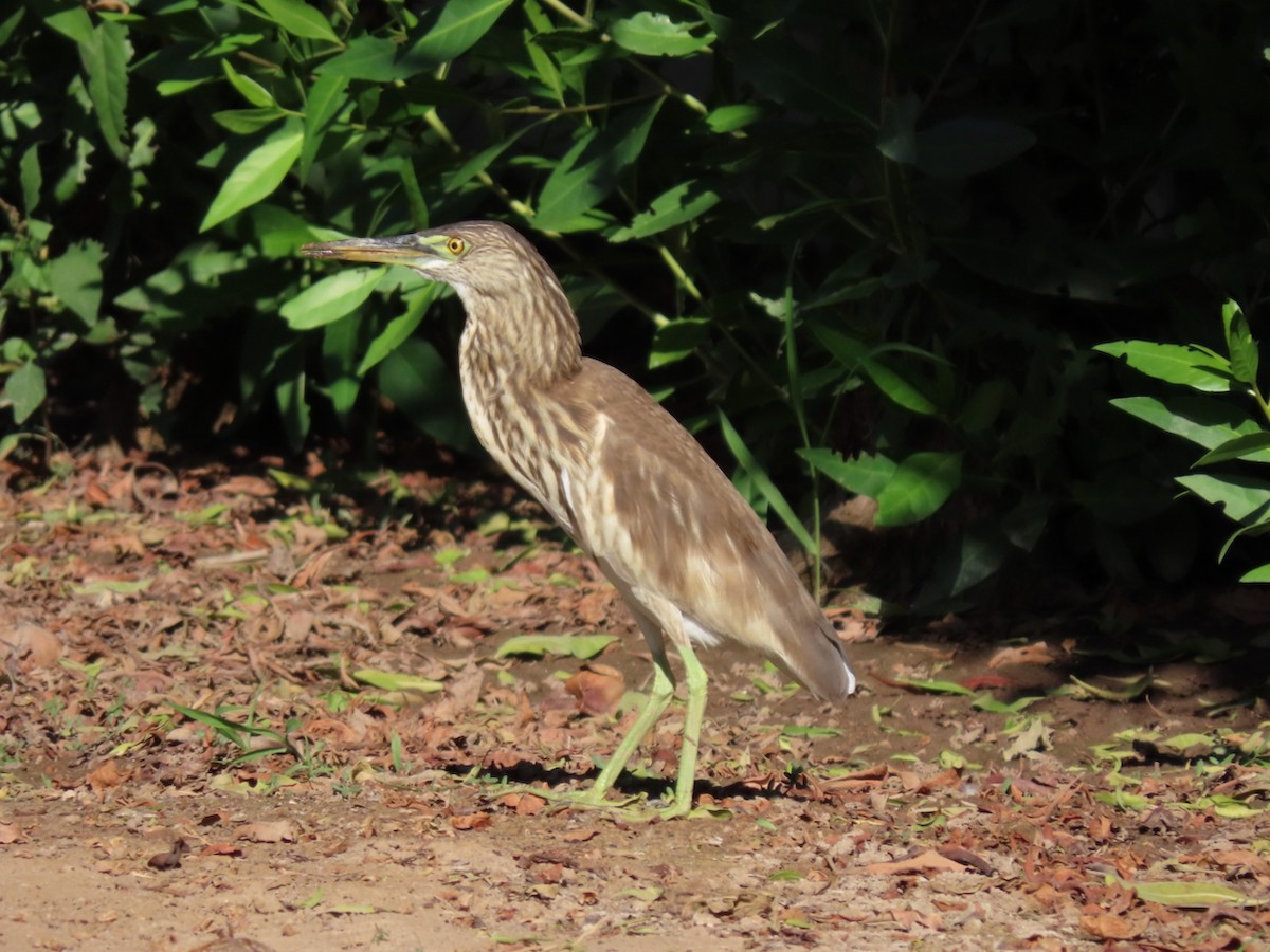 Indian Pond-Heron - ML645626904